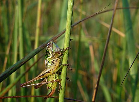 Metrioptera roeselii forma diluta