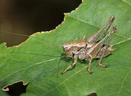 Metrioptera roeselii