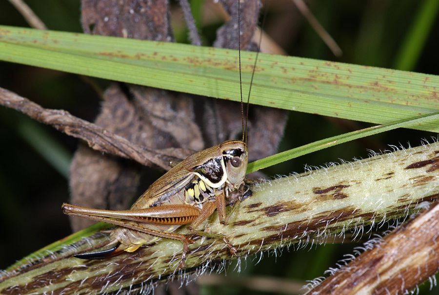 Metrioptera roeselii