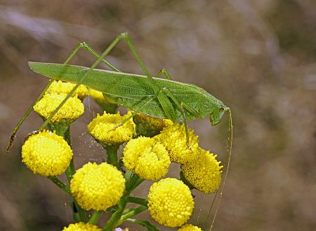 Phaneroptera falcata