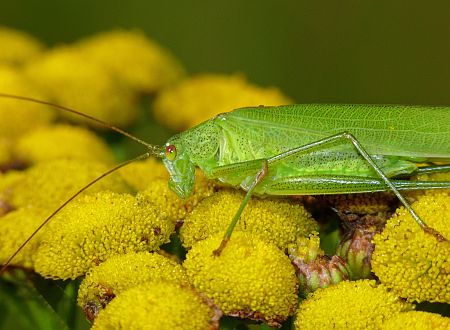 Phaneroptera falcata