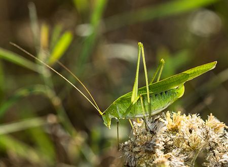 Phaneroptera falcata