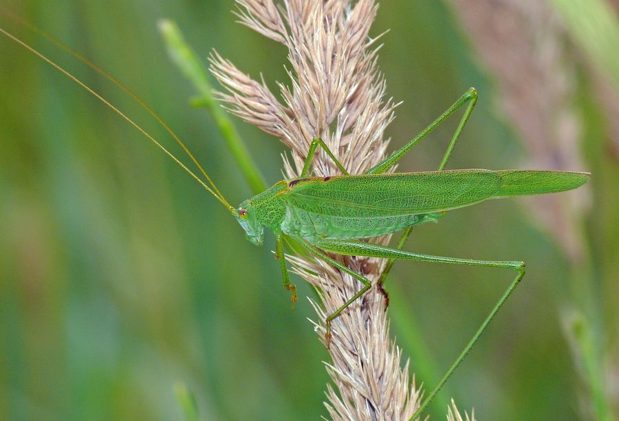 Phaneroptera falcata