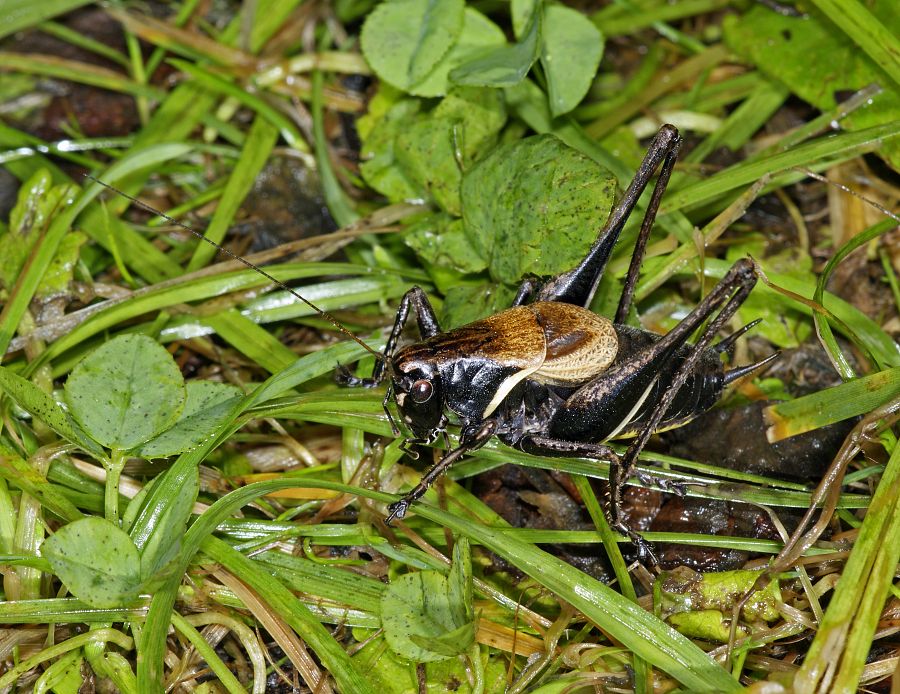 Pholidoptera aptera