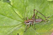Pholidoptera littoralis