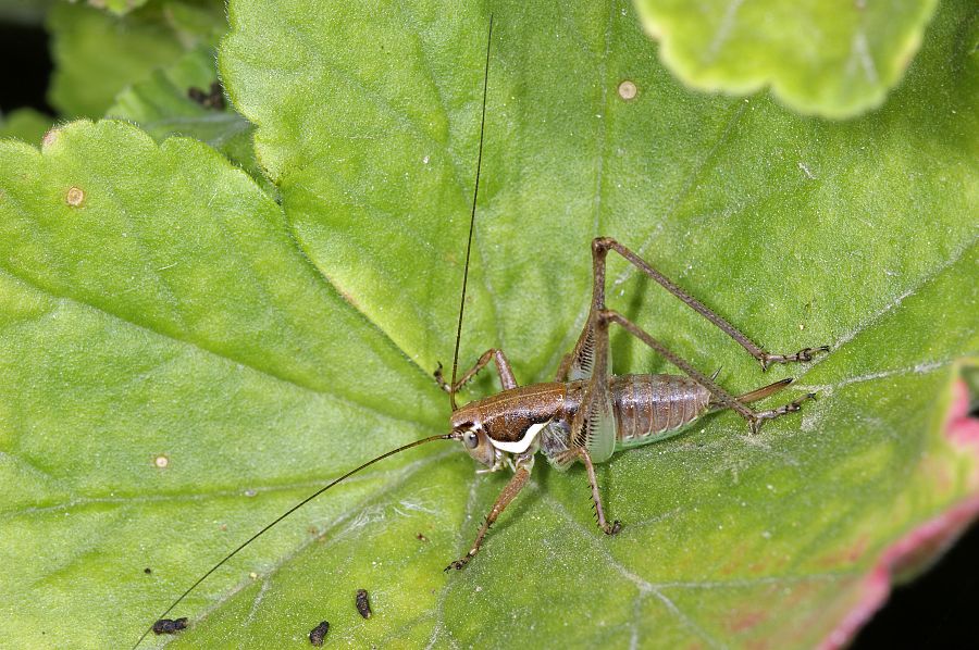 Pholidoptera littoralis