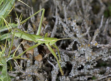 Saga natoliae