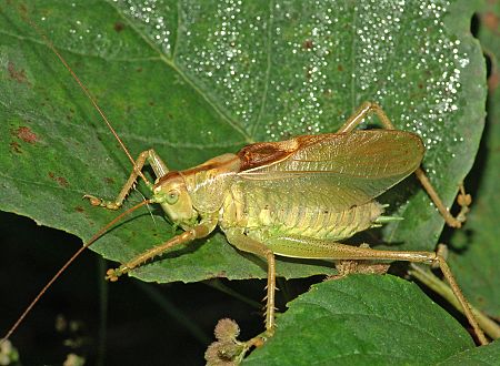 Tettigonia cantans