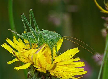 Tettigonia cantans