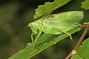 Tettigionia cantans