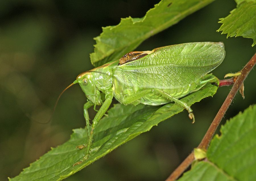 Tettigonia cantans