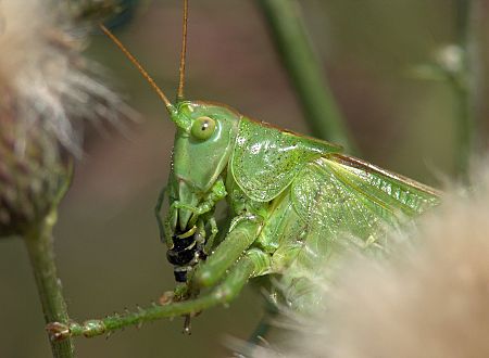 Tettigonia viridissima