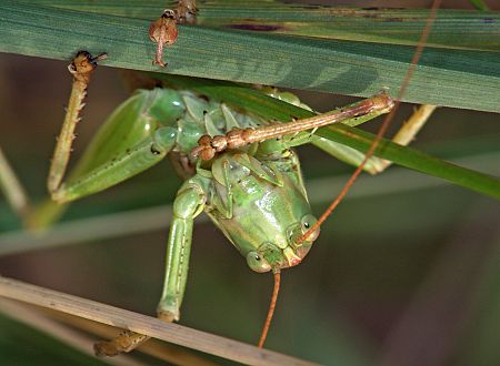 Tettigonia viridissima