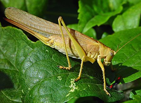 Tettigonia viridissima