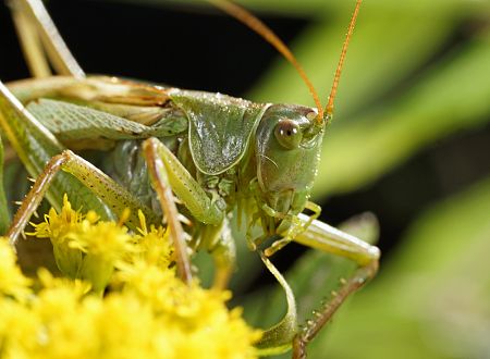 Tettigonia viridissima