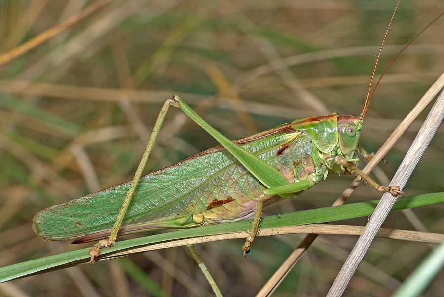 Tettigonia viridissima