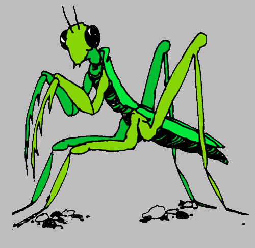 Mantis