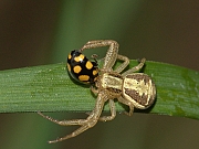 Spinne und Marienkäfer