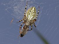 Aculepeira ceropegia