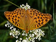 Argynnis paphia