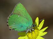 Callophrys rubi