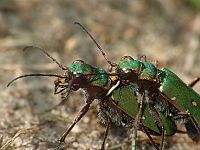 Cicindela campestris