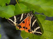 Euplagia quadripunctaria