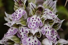 Orchis lactea