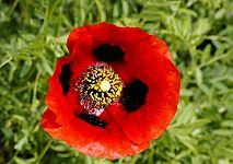 Papaver arenarium