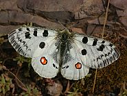 Parnassius apollo