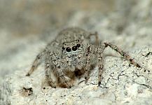 Sitticus distinguendus